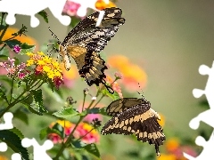 Rodzina paziowatych, Kwiaty, Motyle