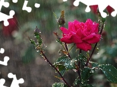 Pąki, Deszcz, Róża