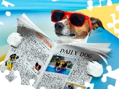 Śmieszne, Gazeta, Jack Russell Terrier, Okulary