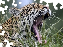 Jaguar, Trawa, Ziewający