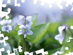 Biały, Kwiat, Fiołek motylkowaty