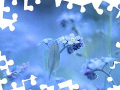 Niebieskie, Kwiatki, Niezapominajki