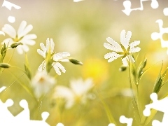 Białe, Kwiaty, Gwiazdnica Wielkokwiatowa