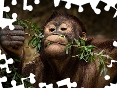 Gałązki, Szympans