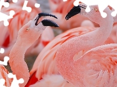 Flamingi, Czerwonaki, Dwa