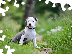 American Staffordshire Terrier, Amstaff, Pies, Szczeniak