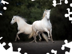 Białe, Konie, Dwa