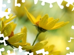 Żółte, Kwiaty, Słoneczniczki szorstkie