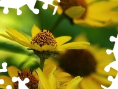 Słoneczniczki, Kwiaty, Żółte
