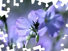 Niebieskie, Kwiaty, Len włochaty