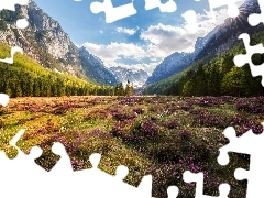 Góry Alpy Julijskie, Drzewa, Wrzosowisko, Kwiaty, Promienie