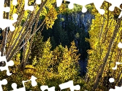 Las Państwowy White River National Forest, Brzozy, Stany Zjednoczone, Stan Kolorado