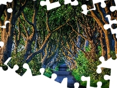 Drzewa, Bukowa aleja Dark Hedges, Droga, Irlandia Północna