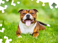 Staffordshire Bull terrier, Trawa, Uśmiechnięty