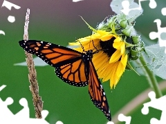 Motyl, Słonecznik, Monarcha