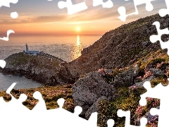 Kwiaty, Skały, Morze Irlandzkie, Walia, Wschód słońca, Wyspa South Stack, Latarnia morska South Stack Lighthouse