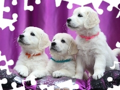 Labrador retriever, Szczeniaki, Trzy, Psy
