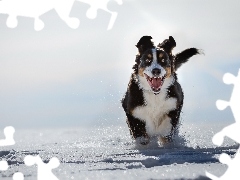 Śnieg, Zima, Berneński pies pasterski, Bieg