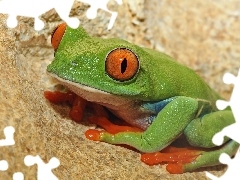 Żaba, Chwytnica kolorowa, Zielona