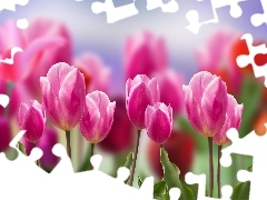 Kwiaty, Tulipany, Rozmycie, Biało-różowe