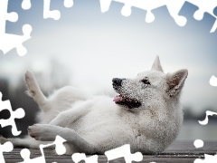 Pies, Biały owczarek szwajcarski, Kładka, Leżący