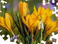 Przebiśnieg, Wiosna, Żółte, Kwiaty, Krokusy