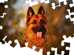 Pies, Język, Spojrzenie, Owczarek niemiecki