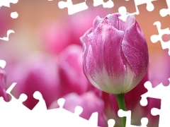 Rozmyte tło, Różowo-biały, Tulipan