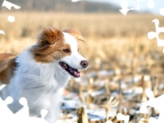 Border collie, Pies, Biało-brązowy