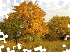 Pola, Drzewa, Jesień, Łąka
