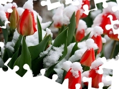 Czerwone, Pokryte, Śniegiem, Tulipany
