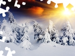 Śnieg, Zima, Słońca, Świerki, Promienie