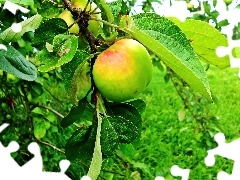 Owoc, Drzewo, Jabłonka
