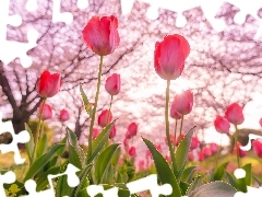 Kwiaty, Drzewa, Wiosna, Tulipany