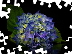 Liście, Ciemne tło, Hortensja, Niebieska, Kwiat