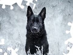 Pies, Zima, Śnieg, Owczarek niemiecki