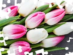 Biało-różowe, Kwiaty, Tulipany