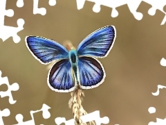 Fractalius, Motyl, Niebieski