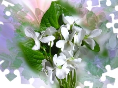 Białe kwiaty, Grafika