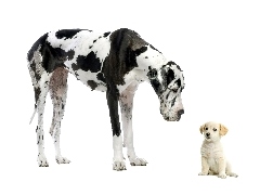 Piesek, Mały, Dog, Niemiecki