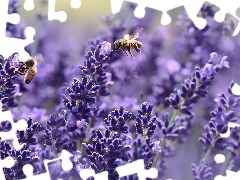 Pszczoły, Lawenda, Dwie