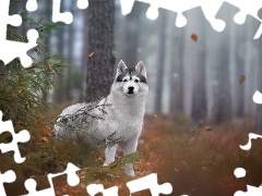 Pies, Las, Drzewa, Siberian husky