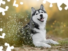 Pies, Białe, Kwiatki, Siberian husky