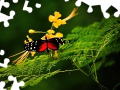 Gałązki, Kwiat, Motyl