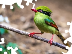 Ptak, Kitta zielona, Gałązka, Kolorowy