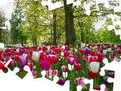 Tulipany, Drzewa, Park