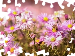 Kwiaty, Pszczoła, Astry marcinki, Krzaczaste, Różowe