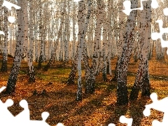 Las, Ściółka, Jesień, Brzozy