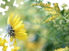 Roślina, Kwiat, Żółty