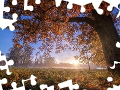 Drzewo, Mgła, Jesień, Promienie słońca